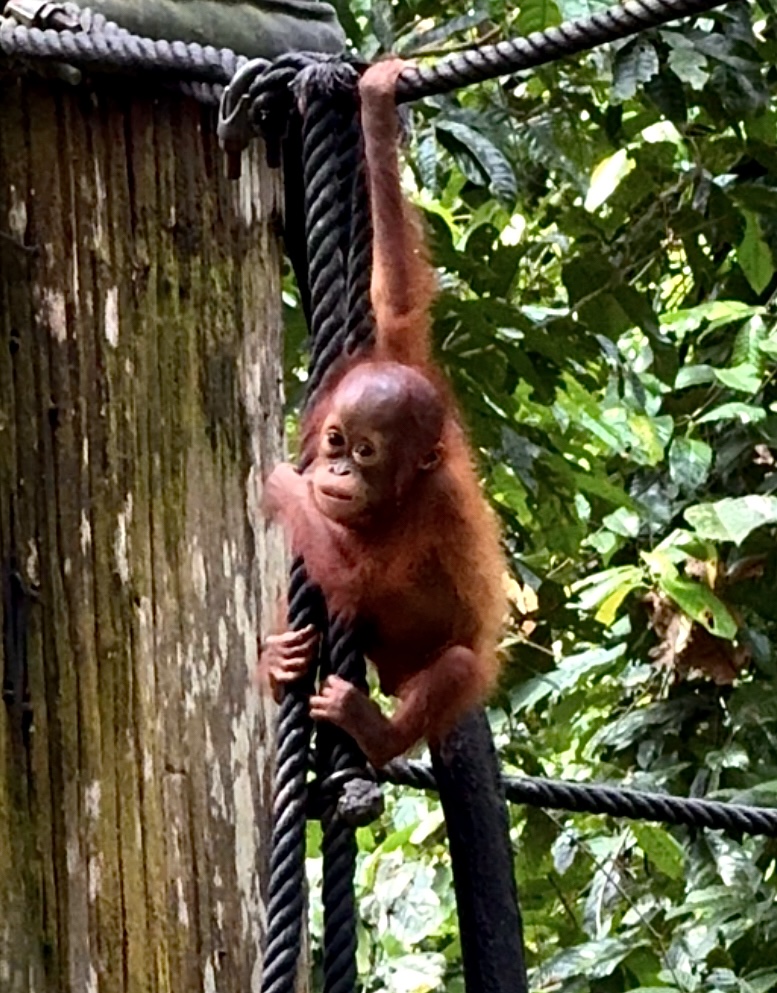 Postkort fra Borneo